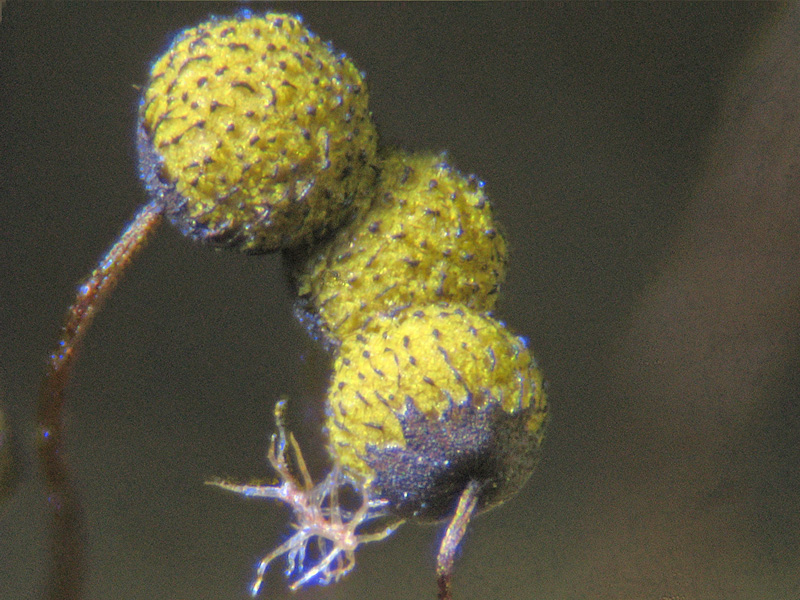 Cribraria (intricata)